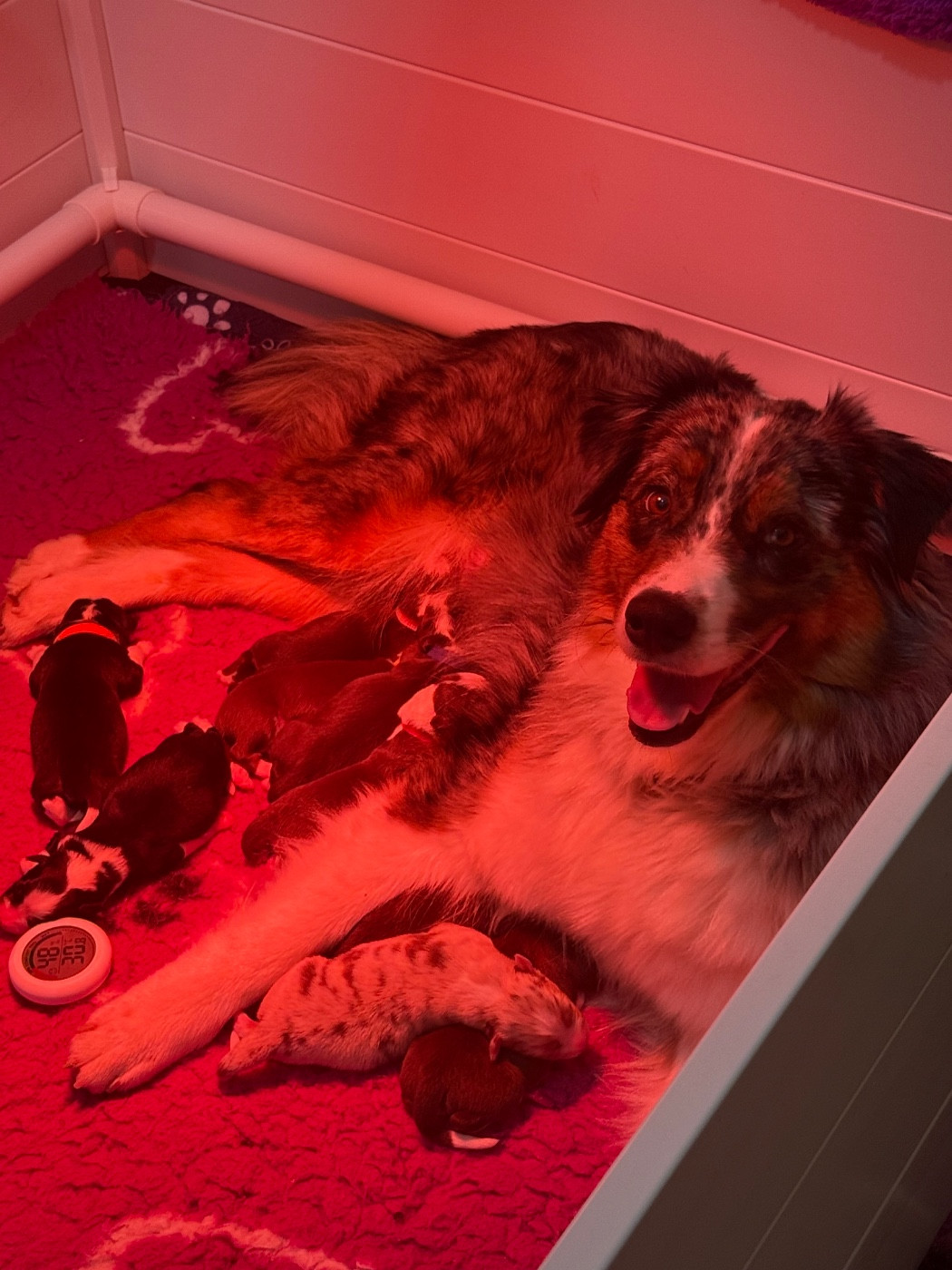 Naissance des amours