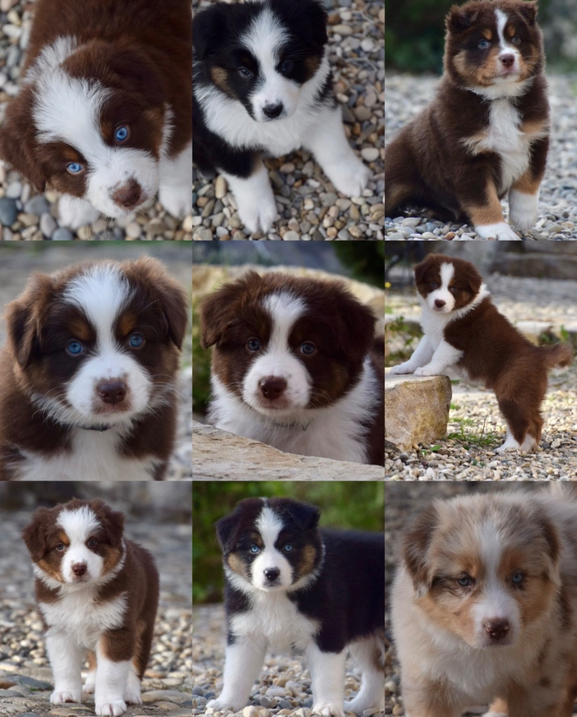 Chiots disponibles à la réservation