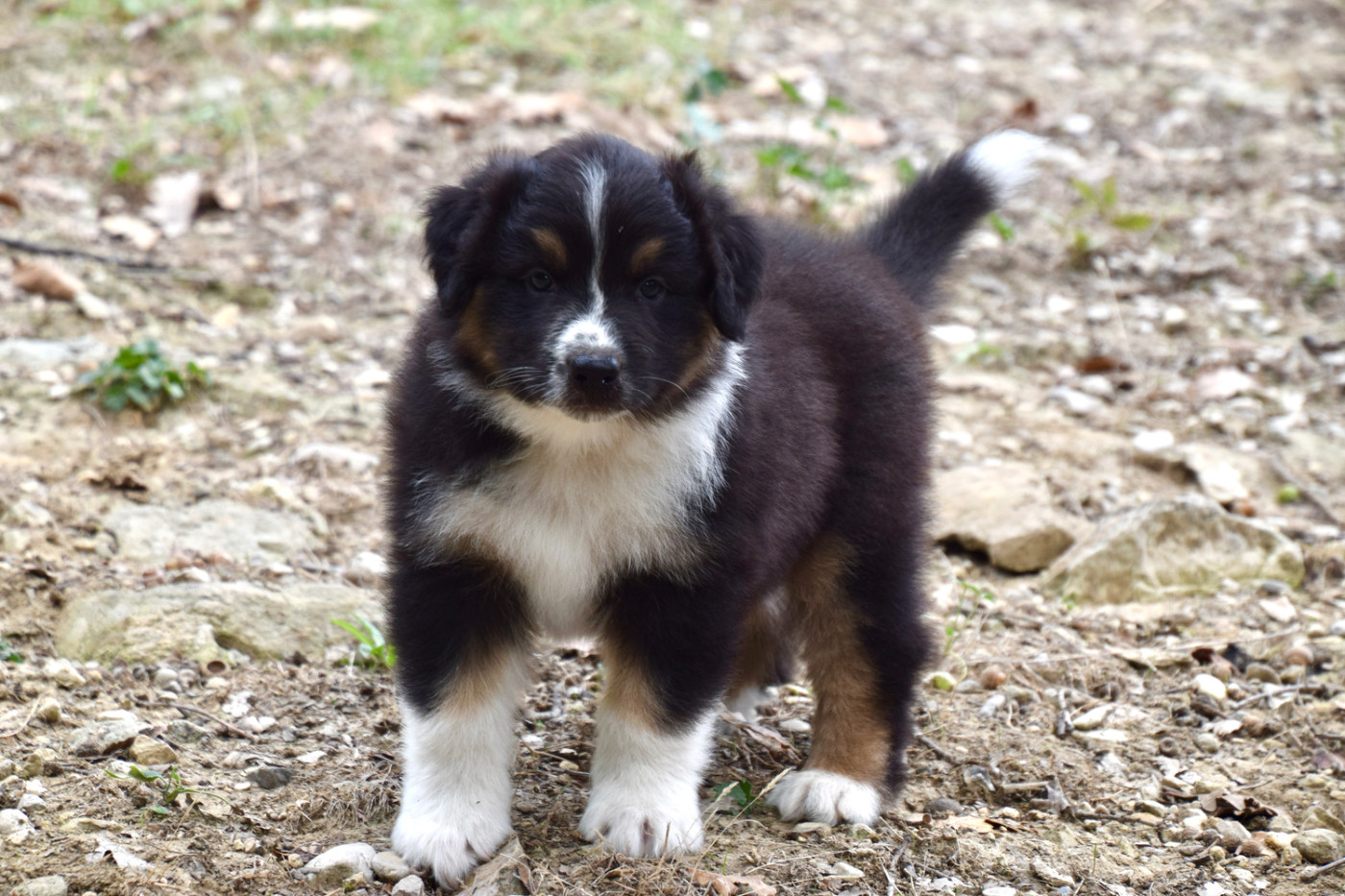 Un chiot encore disponible !