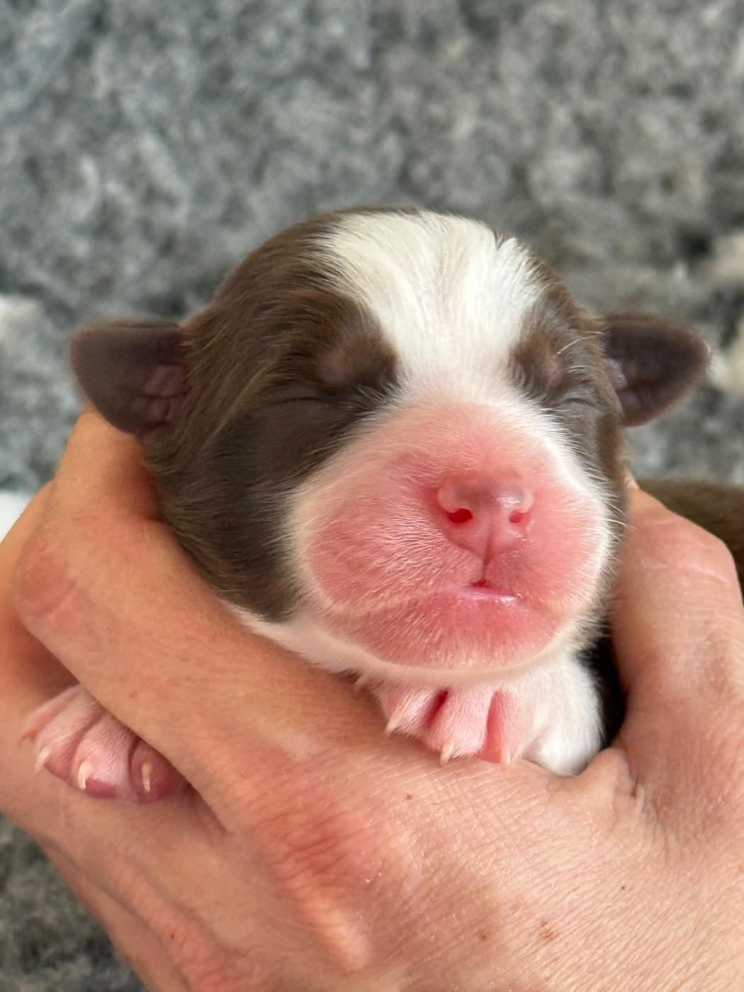 Of Australianheart - Chiots disponibles - Berger Australien