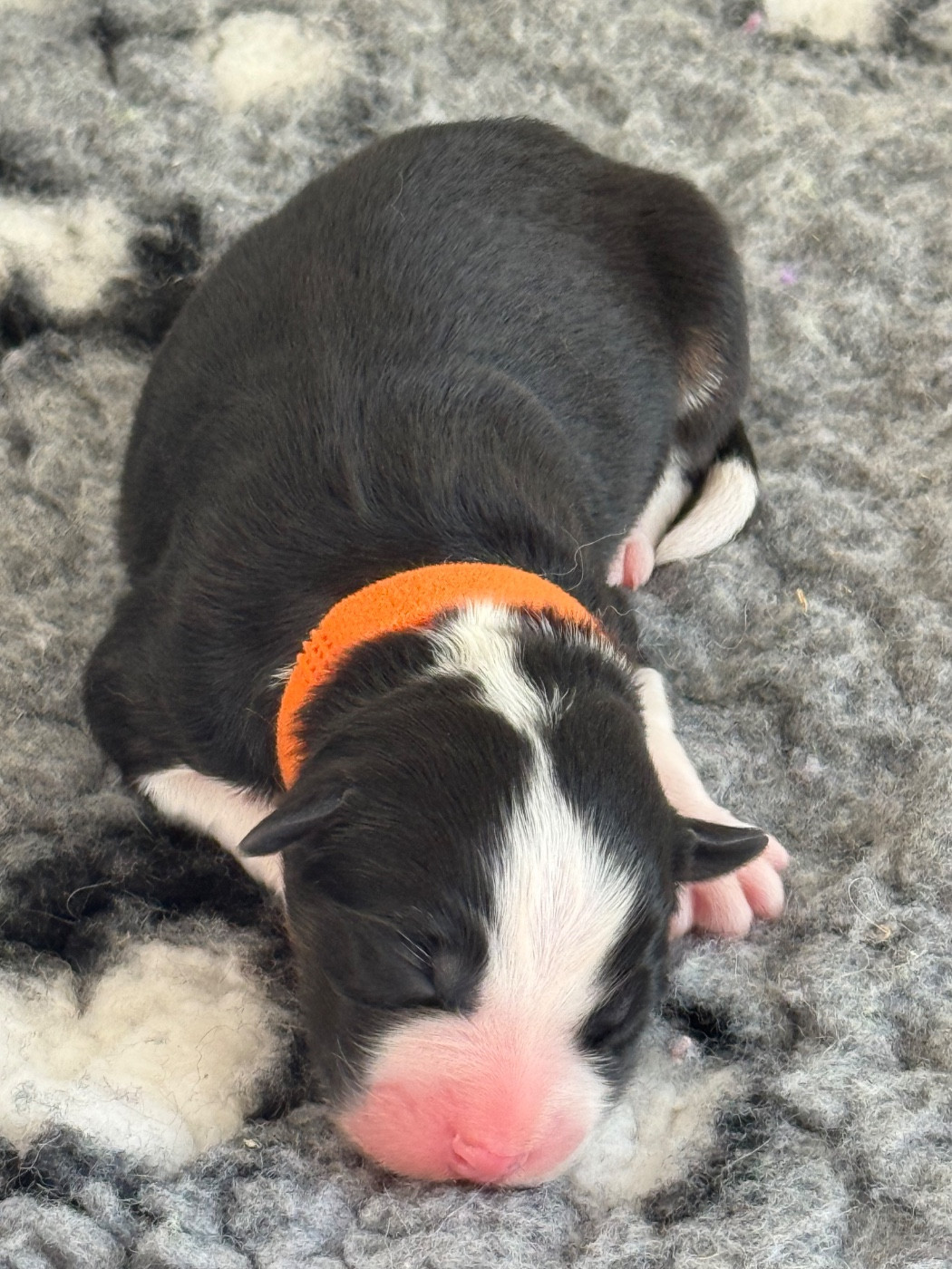 Of Australianheart - Chiots disponibles - Berger Australien