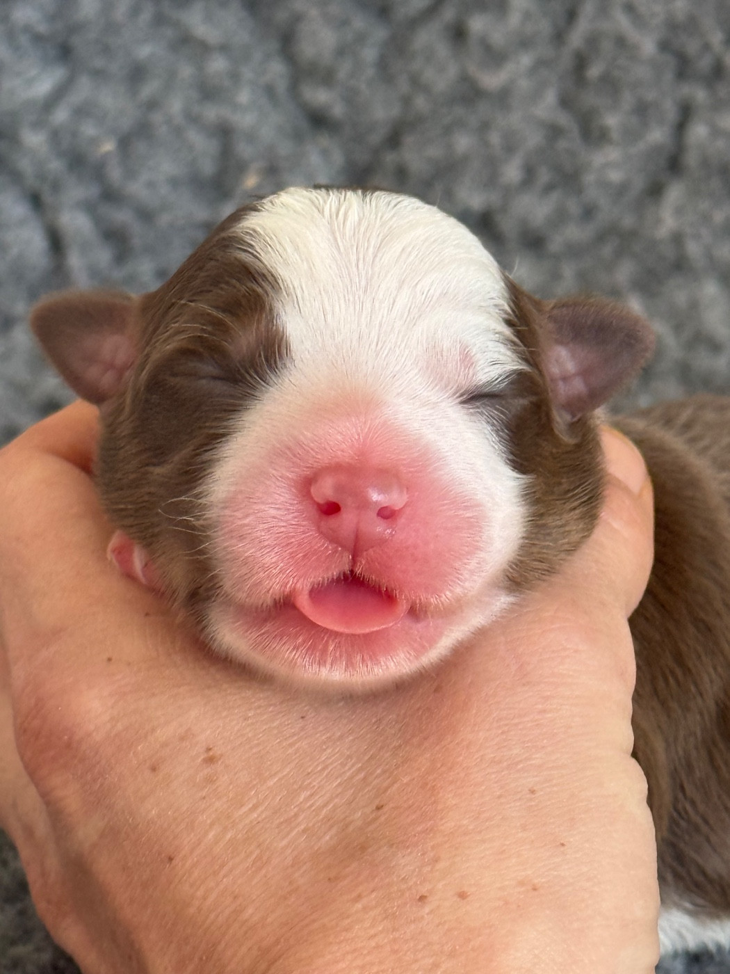 Of Australianheart - Chiots disponibles - Berger Australien