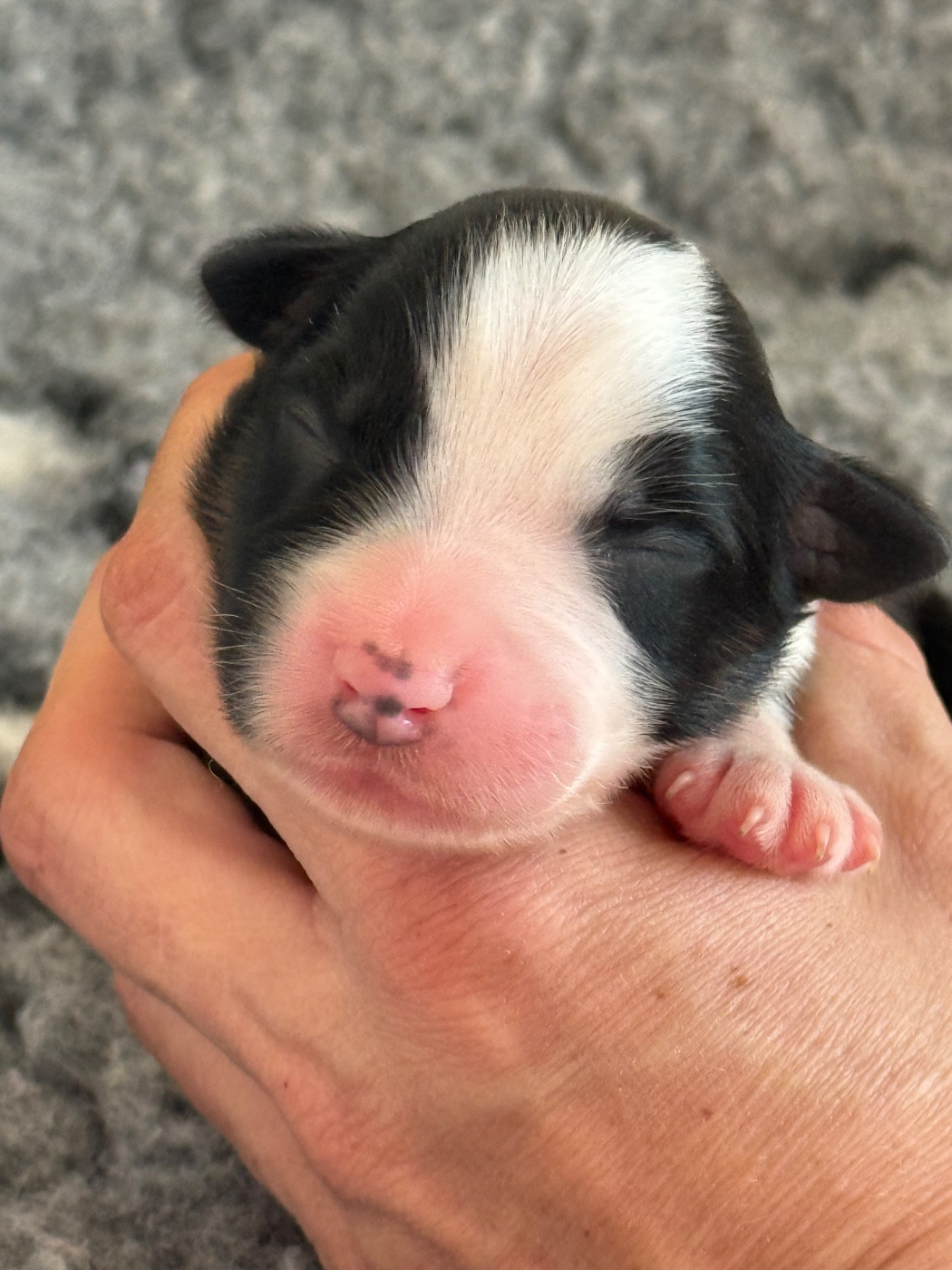 Of Australianheart - Chiots disponibles - Berger Australien