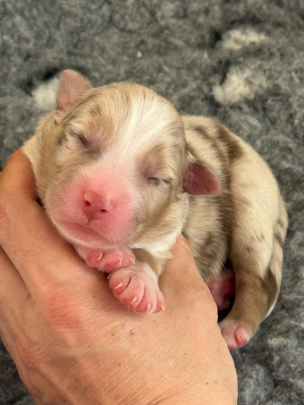 Of Australianheart - Chiots disponibles - Berger Australien