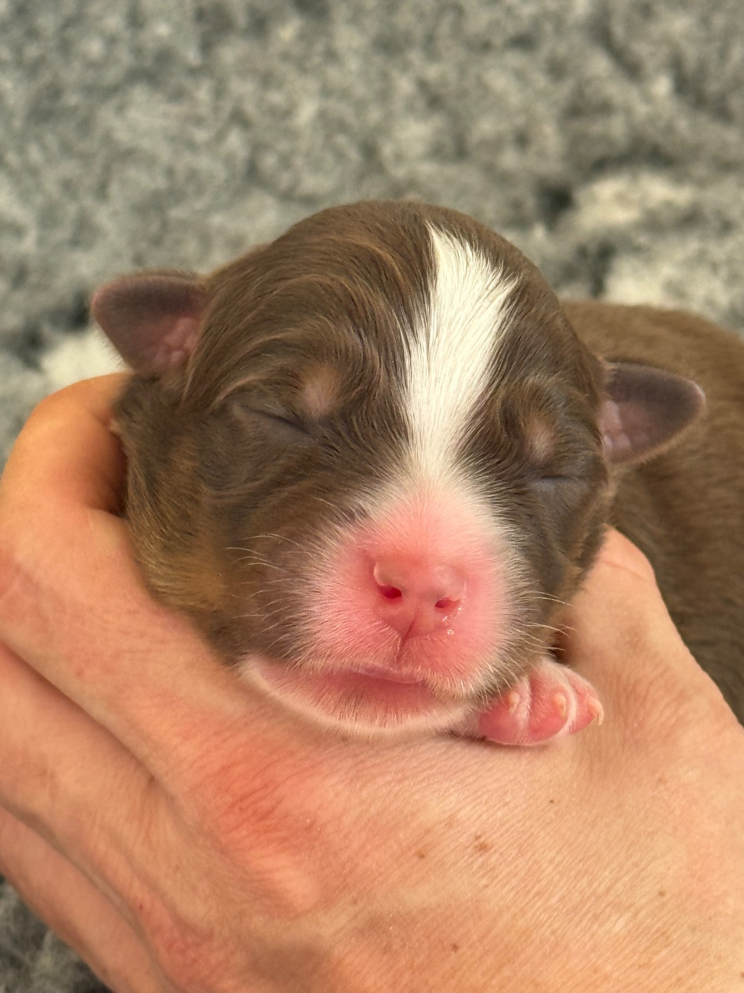 Of Australianheart - Chiots disponibles - Berger Australien