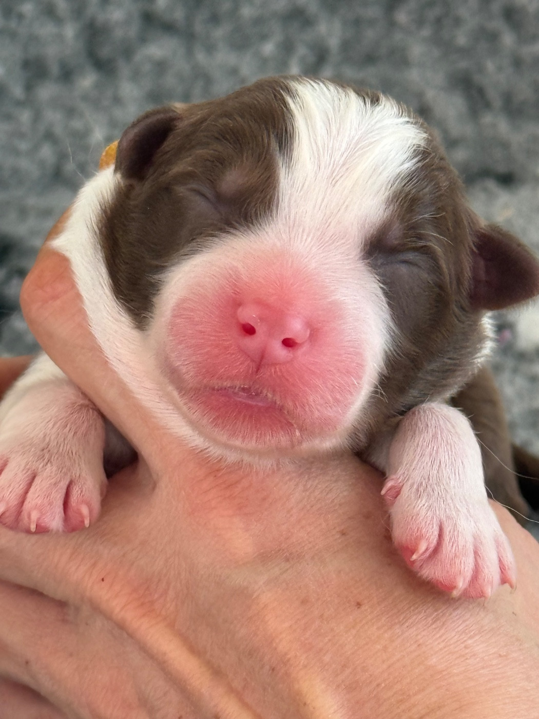 Of Australianheart - Chiots disponibles - Berger Australien