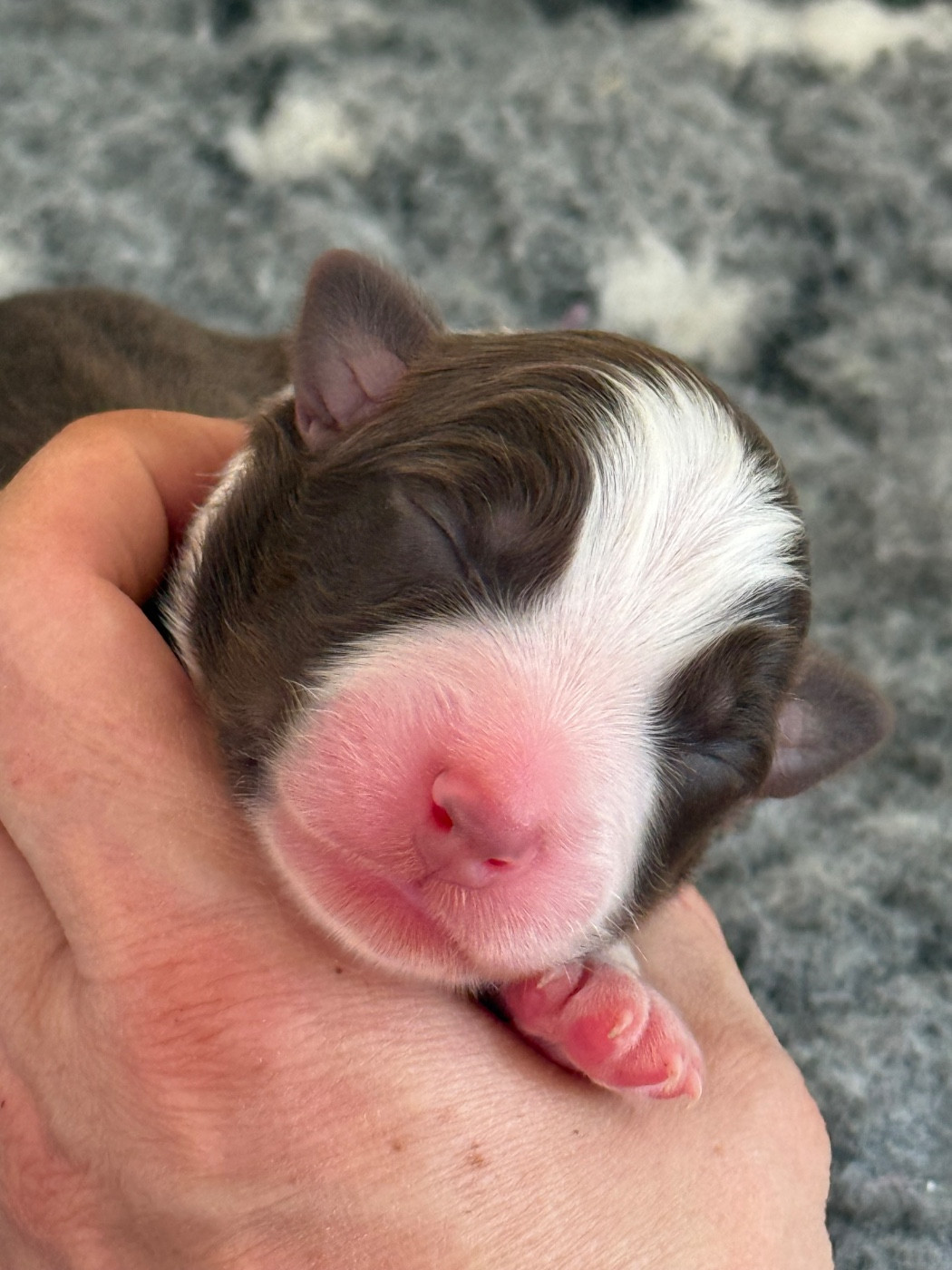 Of Australianheart - Chiots disponibles - Berger Australien