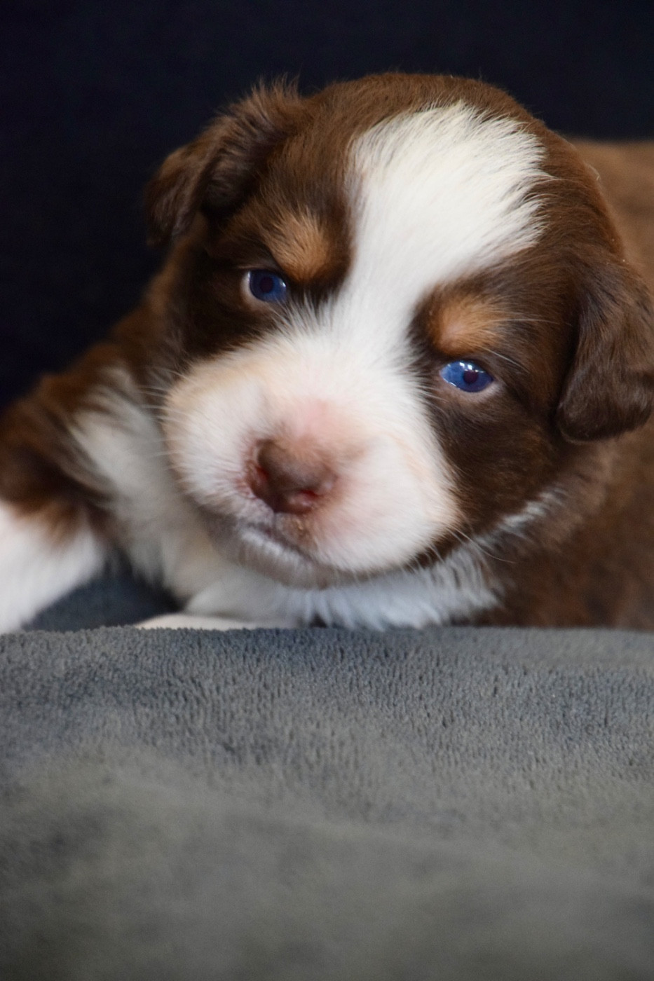 Of Australianheart - Chiots disponibles - Berger Australien