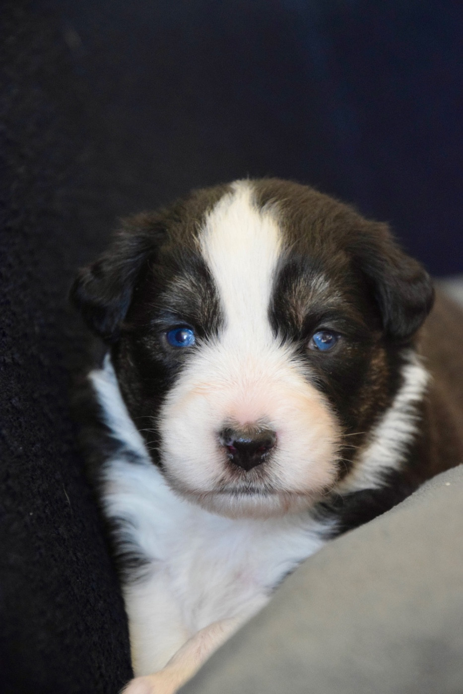 Of Australianheart - Chiots disponibles - Berger Australien