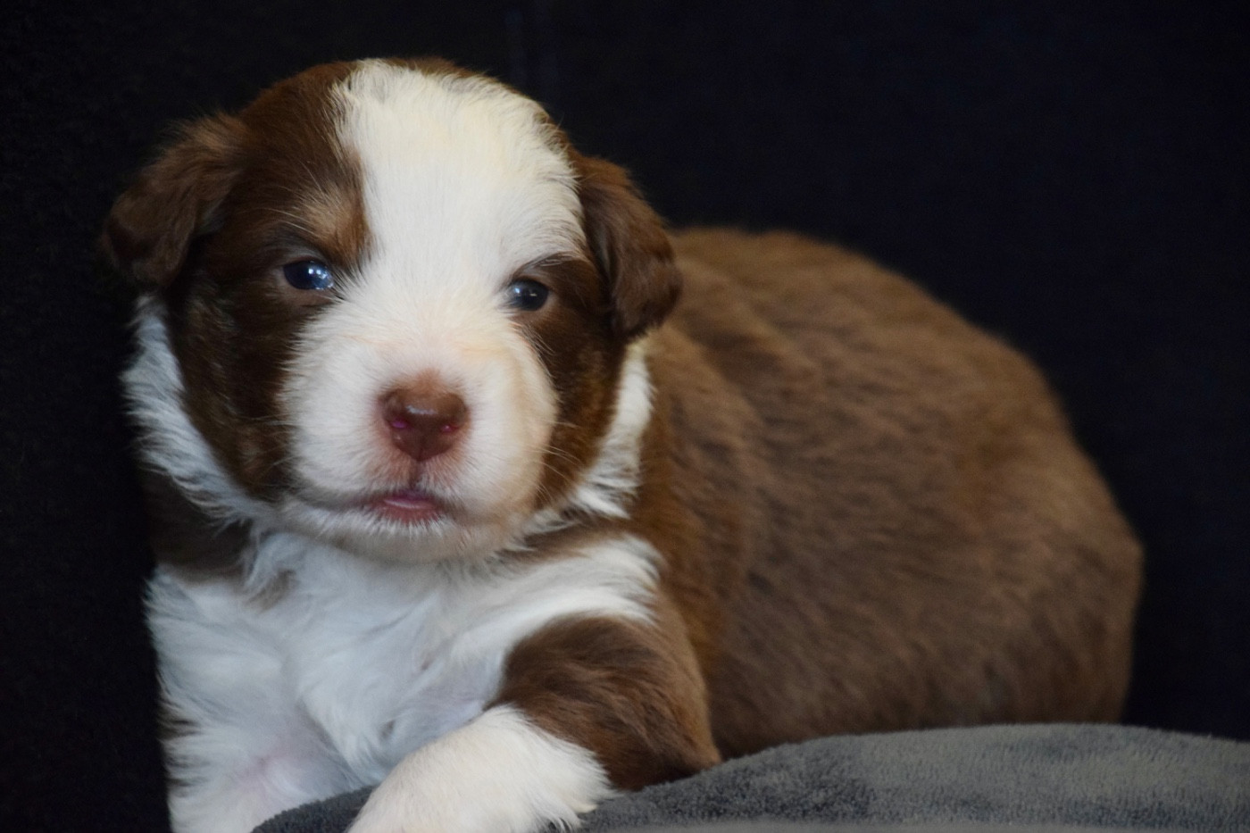 Of Australianheart - Chiots disponibles - Berger Australien