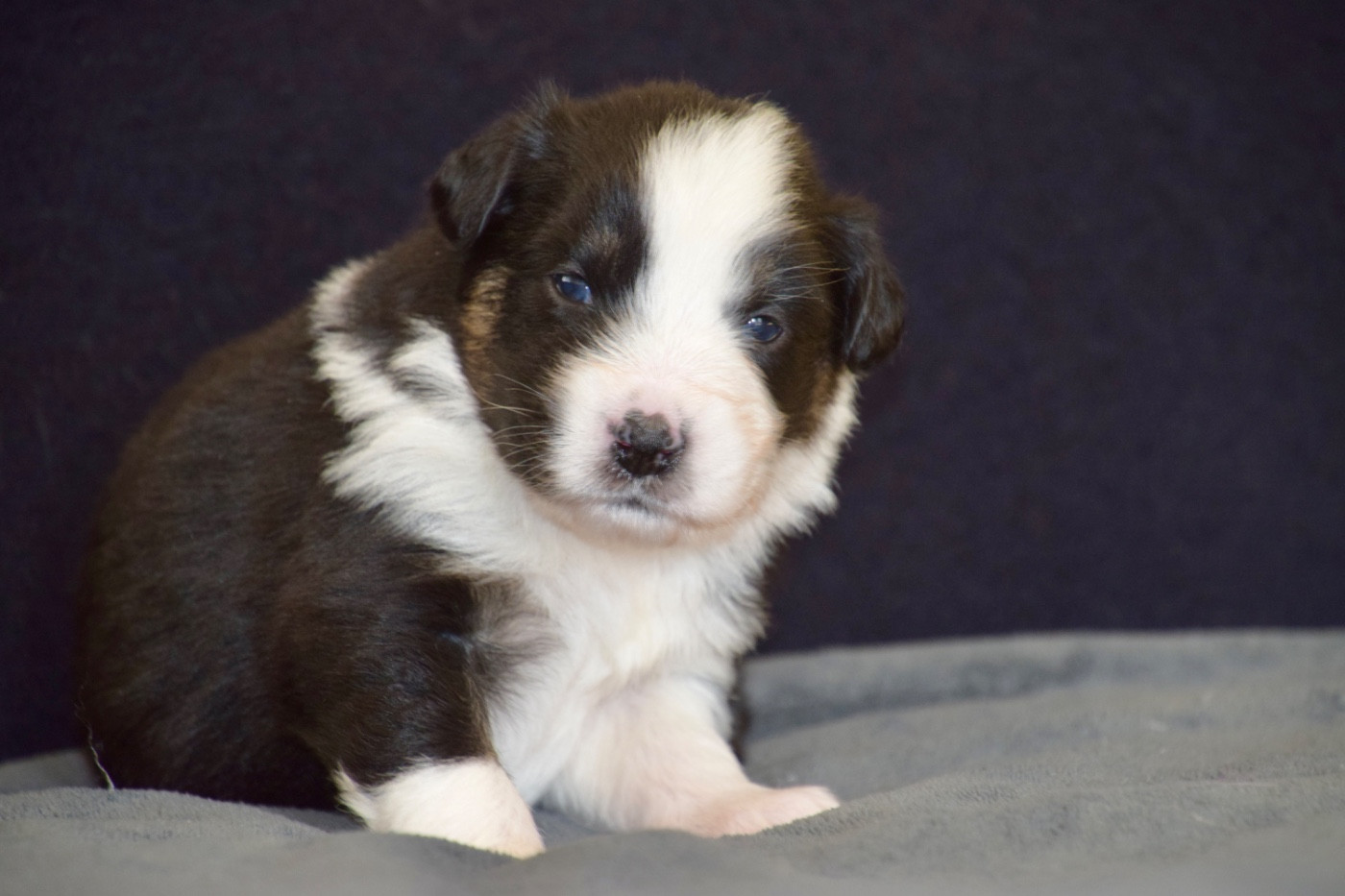 Of Australianheart - Chiots disponibles - Berger Australien