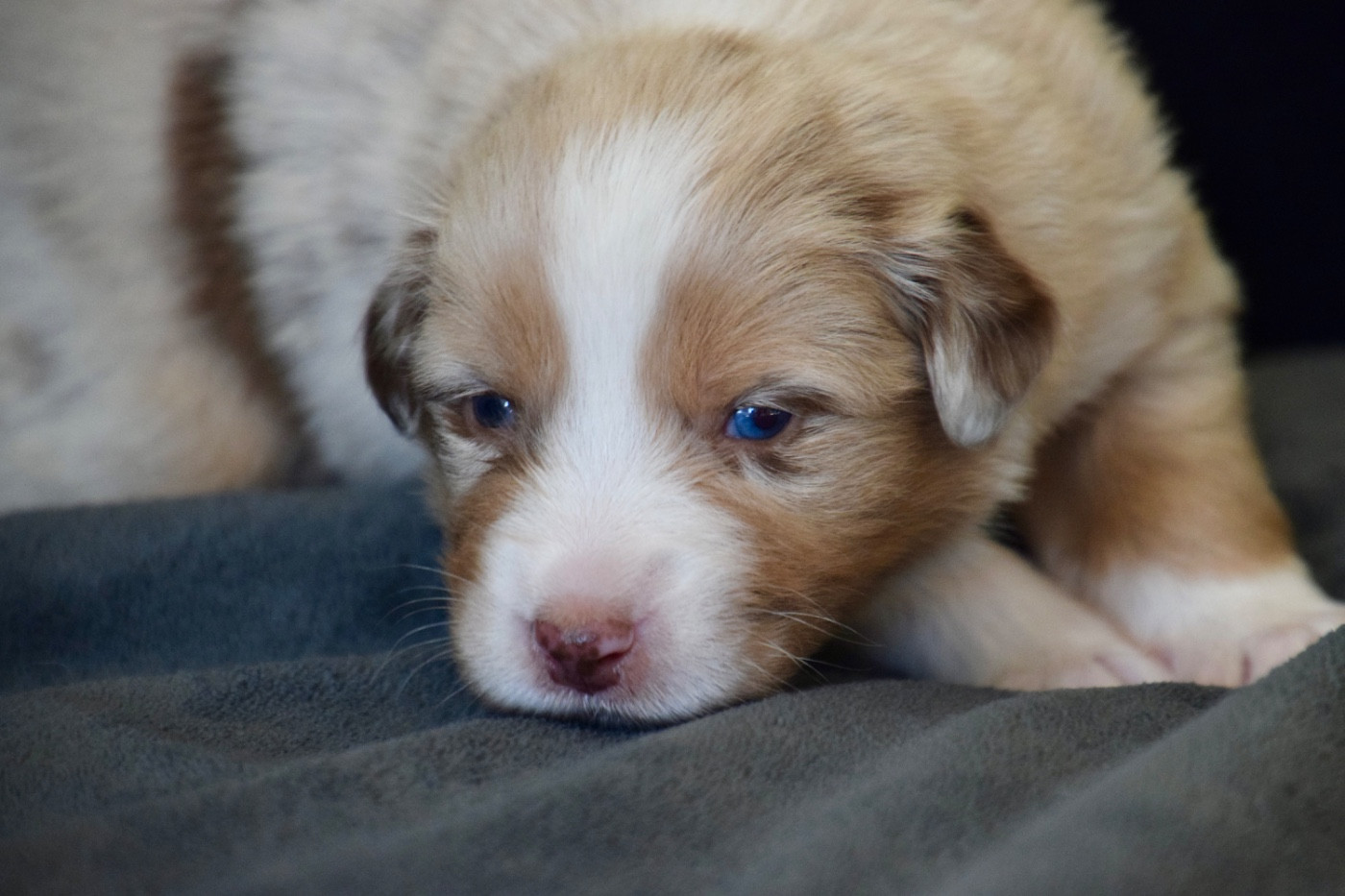 Of Australianheart - Chiots disponibles - Berger Australien