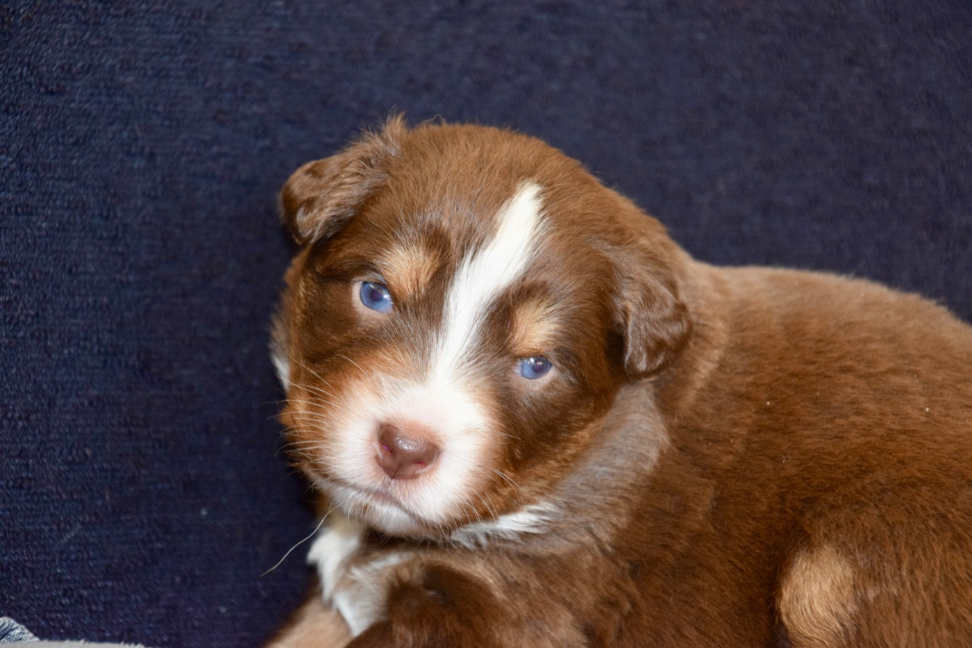 Of Australianheart - Chiots disponibles - Berger Australien