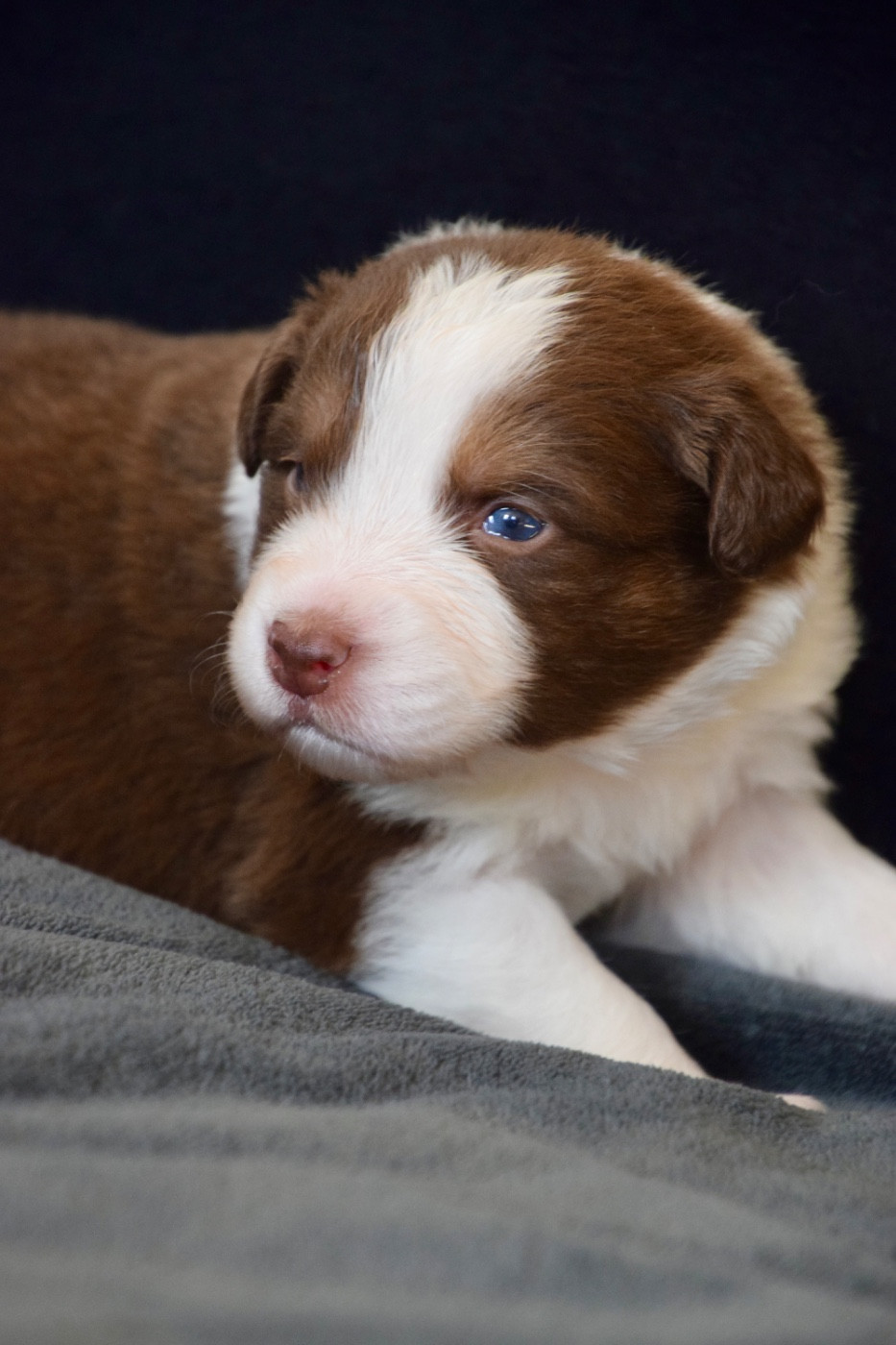 Of Australianheart - Chiots disponibles - Berger Australien