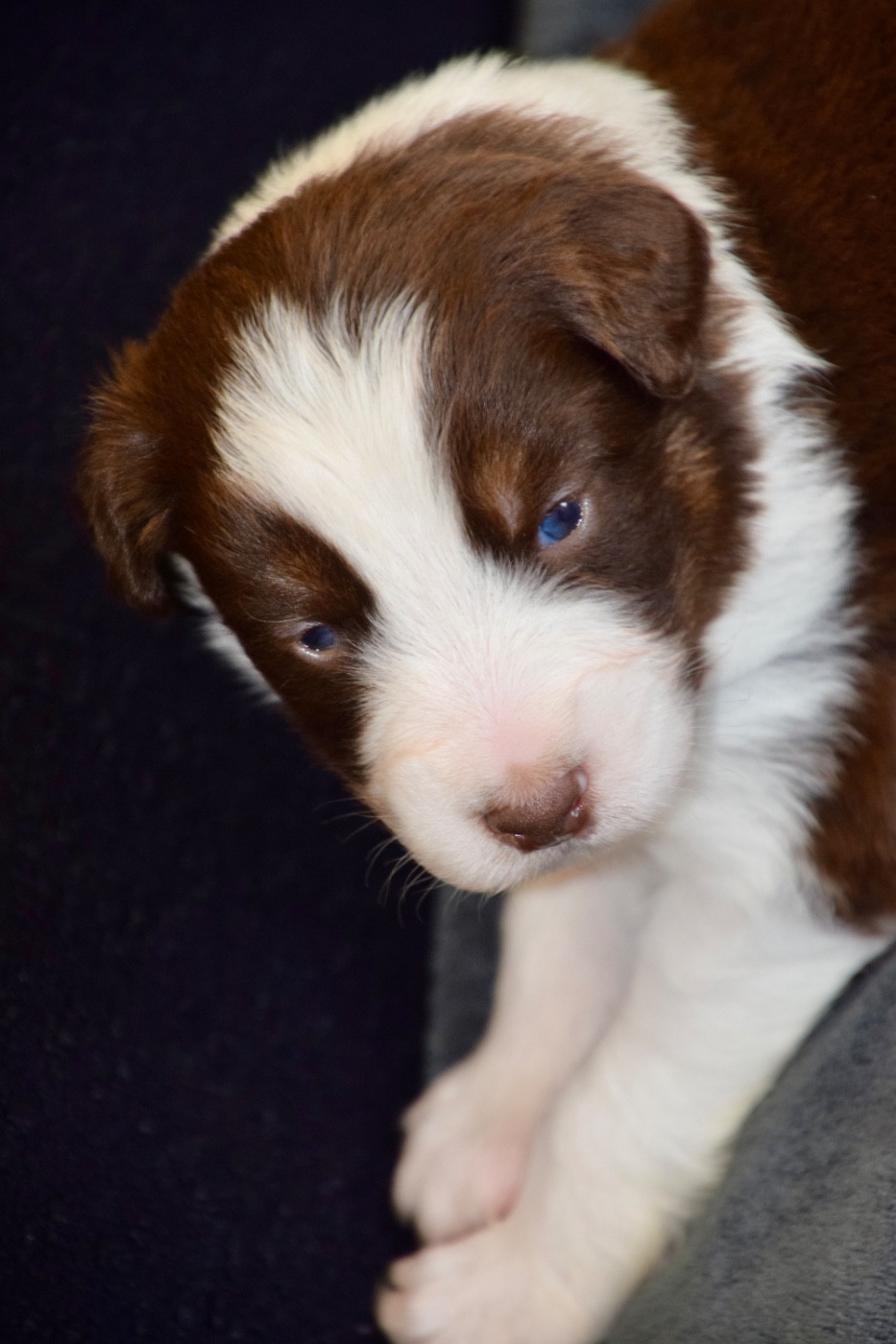 Of Australianheart - Chiots disponibles - Berger Australien