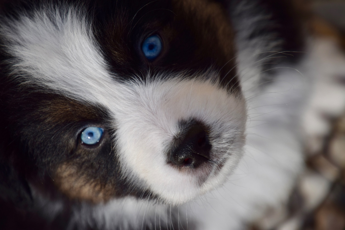 Of Australianheart - Chiots disponibles - Berger Australien