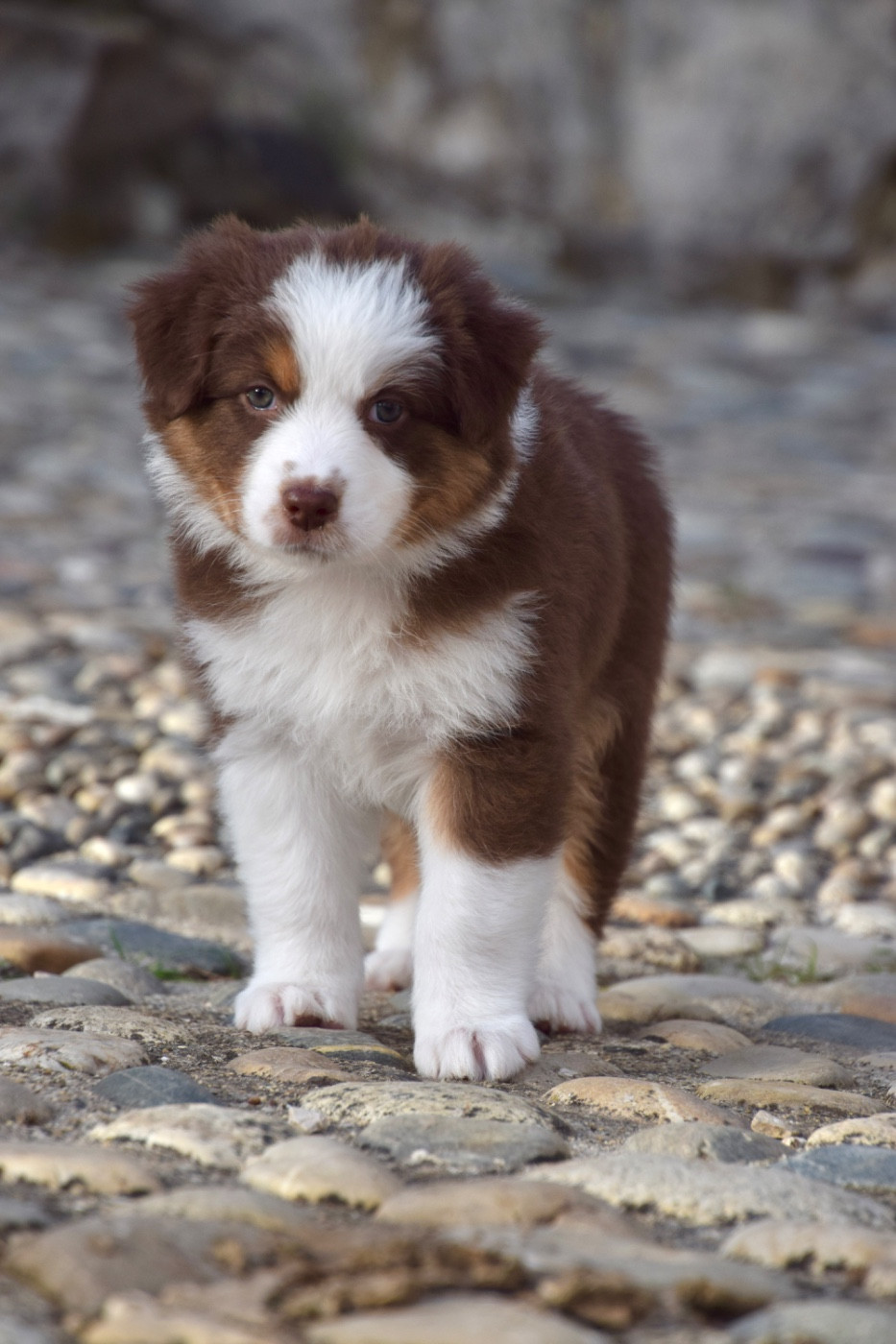 Of Australianheart - Chiots disponibles - Berger Australien