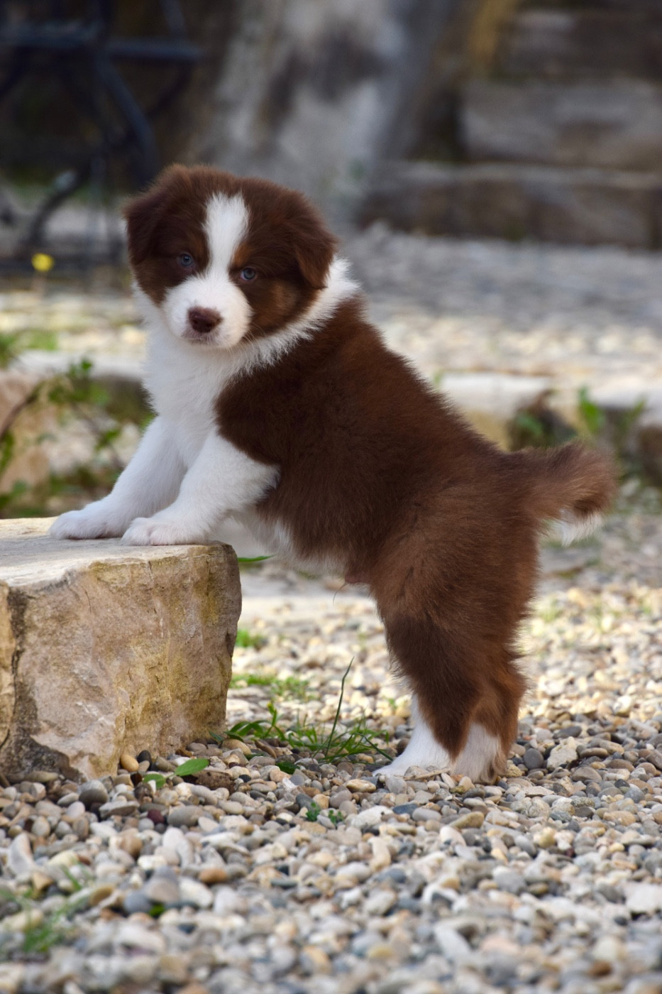 Of Australianheart - Chiots disponibles - Berger Australien