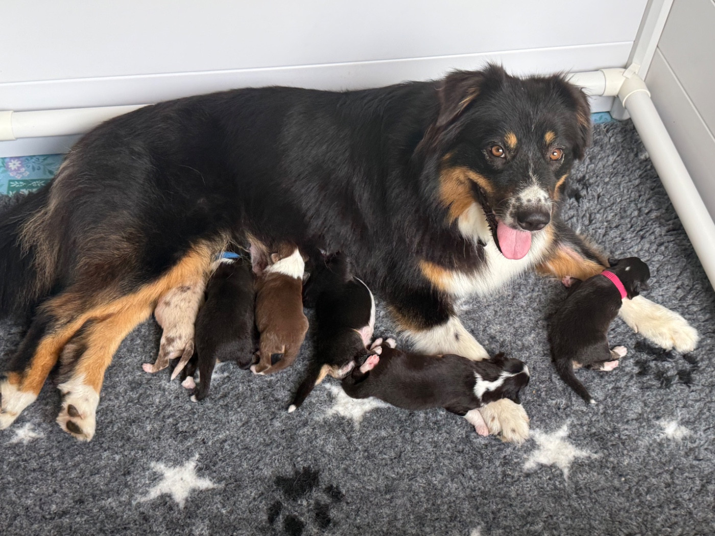 Chiot Berger Australien Of Australianheart
