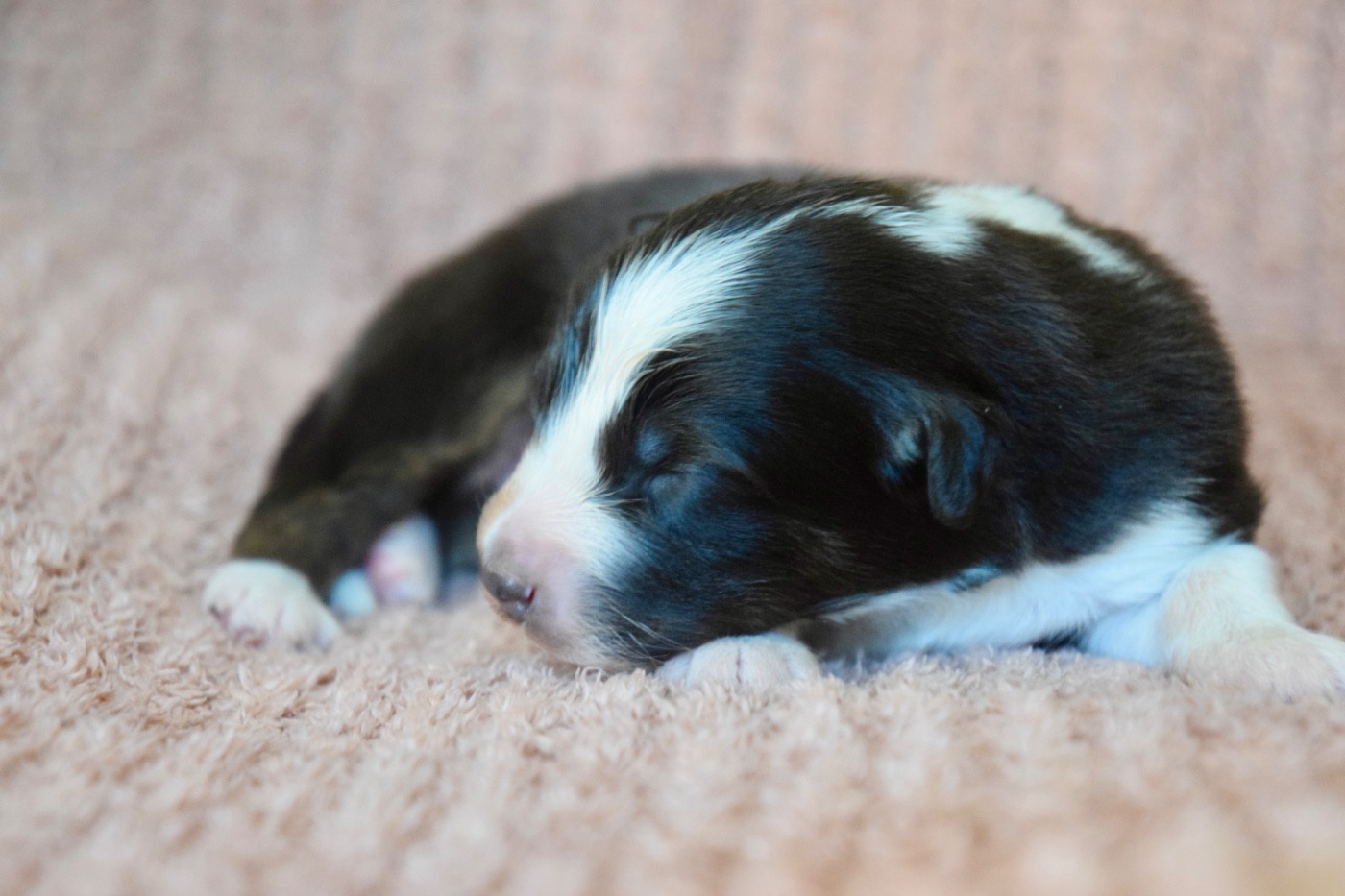 Of Australianheart - Chiots disponibles - Berger Australien