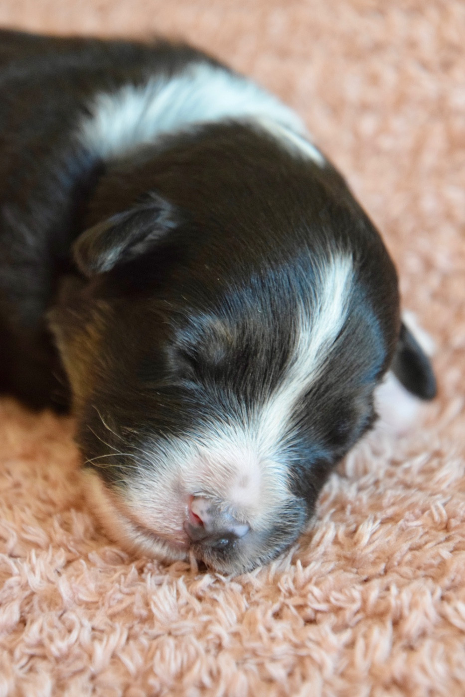 Of Australianheart - Chiots disponibles - Berger Australien