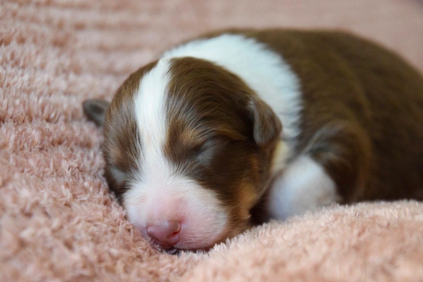 Of Australianheart - Chiots disponibles - Berger Australien
