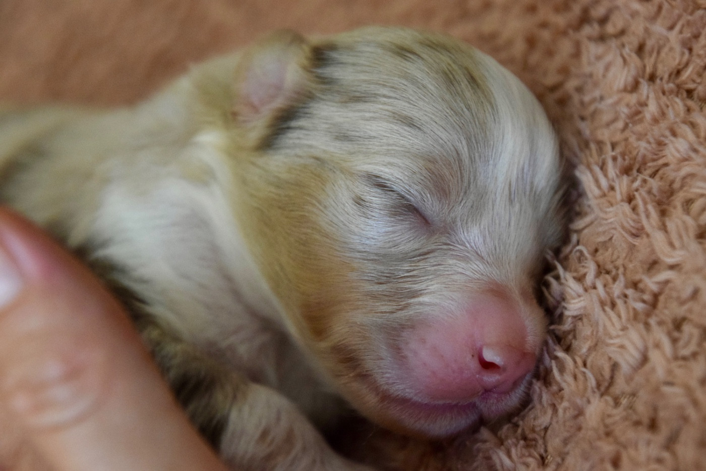 Of Australianheart - Chiots disponibles - Berger Australien