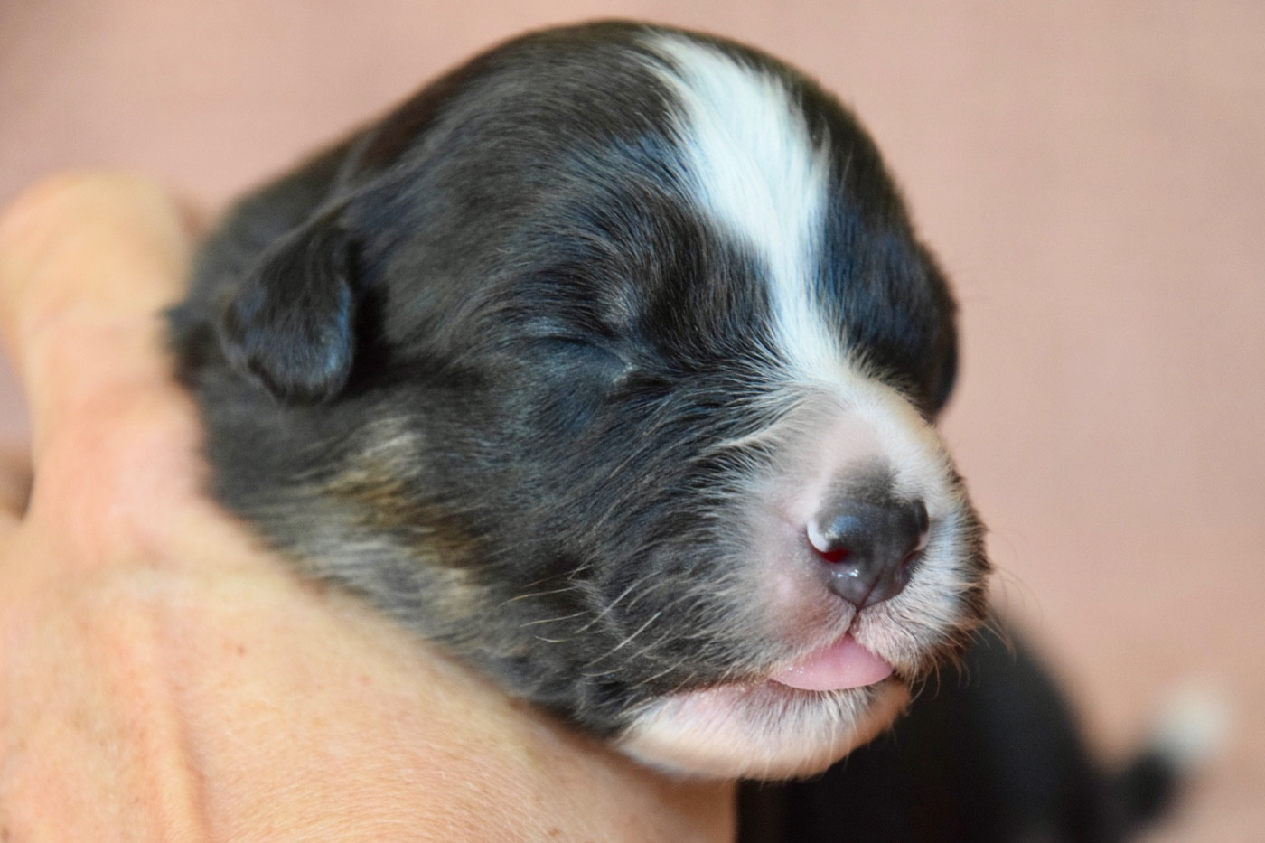 Of Australianheart - Chiots disponibles - Berger Australien