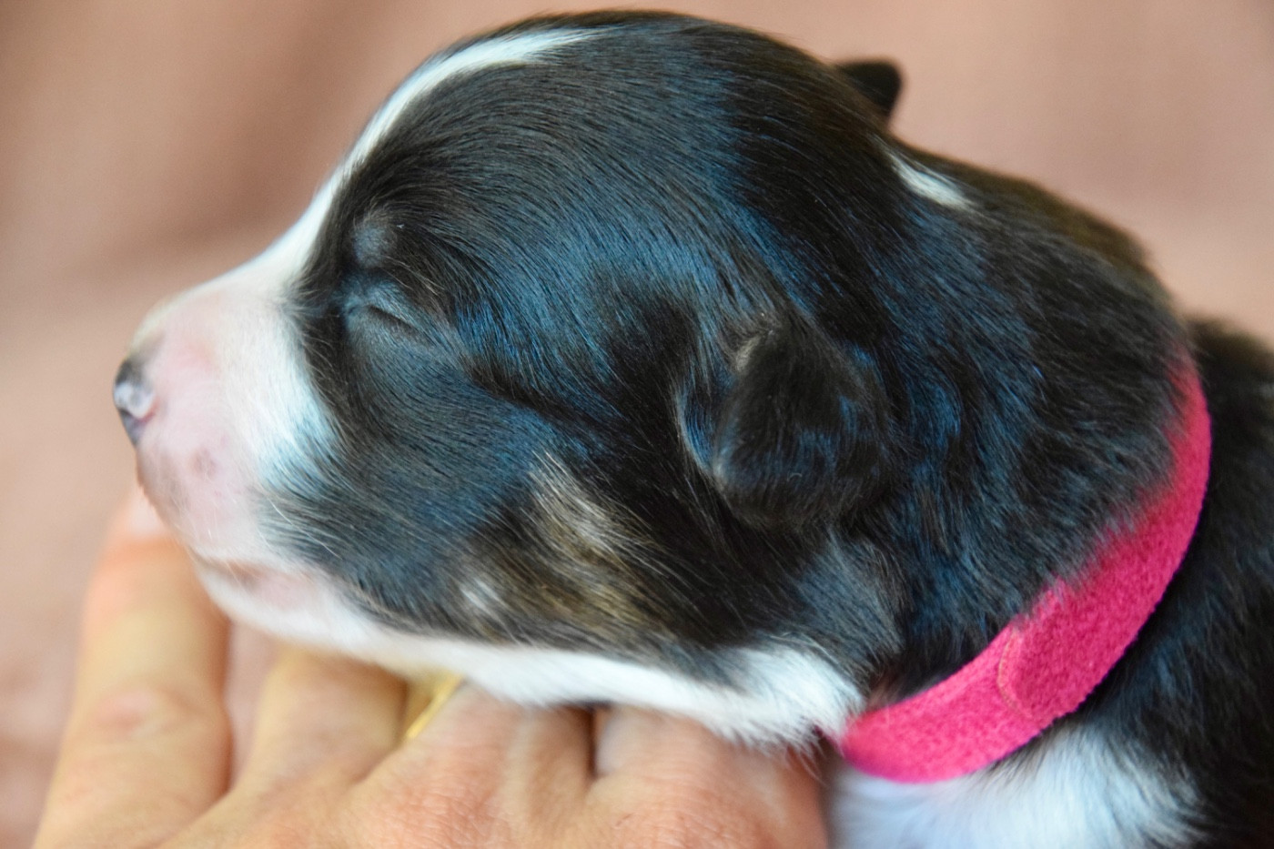 Of Australianheart - Chiots disponibles - Berger Australien