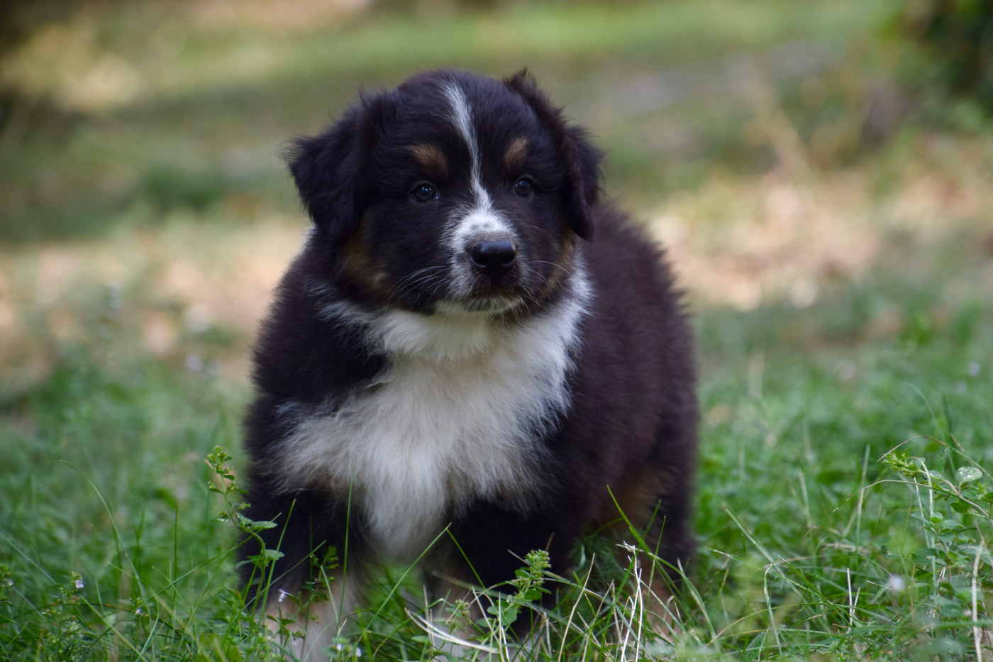 Of Australianheart - Chiots disponibles - Berger Australien